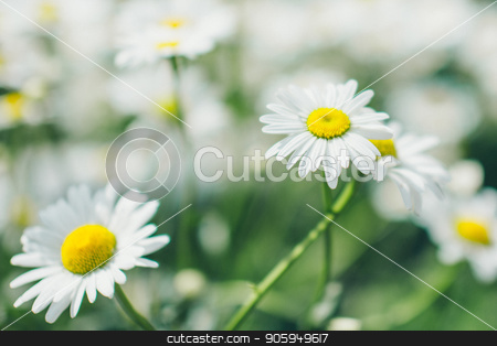 To use this stock image in your creative project, please select the size you need over to the right and click the "Add to Cart" button.
Your downloaded image will come with the Cutcaster watermark removed so don’t worry about the watermark you see on this page. the Flies on dandelion in macro photography. stock photo, the Flies on dandelion in macro photography. by aaalll3110