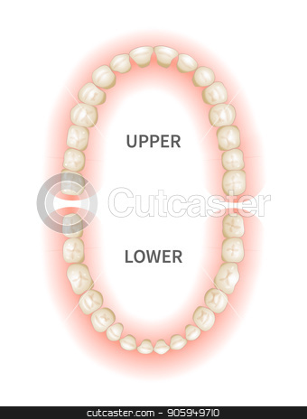 To use this stock image in your creative project, please select the size you need over to the right and click the "Add to Cart" button.
Your downloaded image will come with the Cutcaster watermark removed so don’t worry about the watermark you see on this page. Adult teeths sheme, upper and down jaws on white stock vector clipart, Adult teeths sheme, upper and down jaws isolated on white by Evgeny