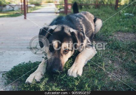 To use this stock image in your creative project, please select the size you need over to the right and click the "Add to Cart" button.
Your downloaded image will come with the Cutcaster watermark removed so don’t worry about the watermark you see on this page. Dog face close-up. Portrait of a shepherd with hanging ears stock photo, Dog face close-up. Portrait of a shepherd with hanging ears by aaalll3110
