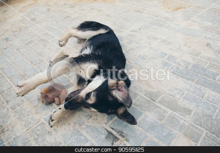 To use this stock image in your creative project, please select the size you need over to the right and click the "Add to Cart" button.
Your downloaded image will come with the Cutcaster watermark removed so don’t worry about the watermark you see on this page. Puppy plays with a rabbit on the floor. Dog breed shepherd holds the teeth in a dirty pink stuffed Rabbit stock photo, Puppy plays with a rabbit on the floor. Dog breed shepherd holds the teeth in a dirty pink stuffed Rabbit by aaalll3110