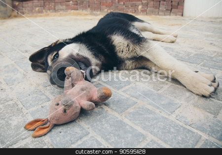 To use this stock image in your creative project, please select the size you need over to the right and click the "Add to Cart" button.
Your downloaded image will come with the Cutcaster watermark removed so don’t worry about the watermark you see on this page. Puppy plays with a rabbit on the floor. Dog breed shepherd holds the teeth in a dirty pink stuffed Rabbit stock photo, Puppy plays with a rabbit on the floor. Dog breed shepherd holds the teeth in a dirty pink stuffed Rabbit by aaalll3110