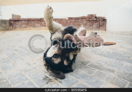 To use this stock image in your creative project, please select the size you need over to the right and click the "Add to Cart" button.
Your downloaded image will come with the Cutcaster watermark removed so don’t worry about the watermark you see on this page. Puppy plays with a rabbit on the floor. Dog breed shepherd holds the teeth in a dirty pink stuffed Rabbit stock photo, Puppy plays with a rabbit on the floor. Dog breed shepherd holds the teeth in a dirty pink stuffed Rabbit by aaalll3110