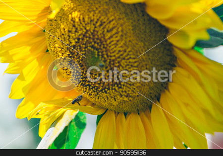 To use this stock image in your creative project, please select the size you need over to the right and click the "Add to Cart" button.
Your downloaded image will come with the Cutcaster watermark removed so don’t worry about the watermark you see on this page. Bee flies around the flower in search of honey on a hot summer day stock photo, Bee flies around the flower in search of honey on a hot summer day by aaalll3110
