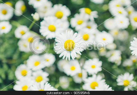 To use this stock image in your creative project, please select the size you need over to the right and click the "Add to Cart" button.
Your downloaded image will come with the Cutcaster watermark removed so don’t worry about the watermark you see on this page. the Flies on dandelion in macro photography. stock photo, the Flies on dandelion in macro photography. by aaalll3110