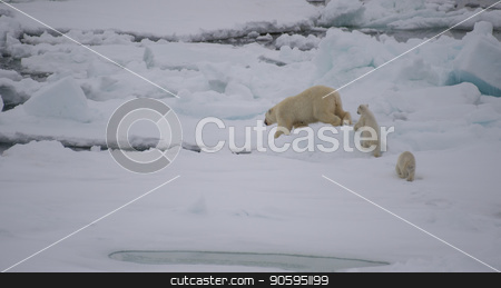 To use this stock image in your creative project, please select the size you need over to the right and click the "Add to Cart" button.
Your downloaded image will come with the Cutcaster watermark removed so don’t worry about the watermark you see on this page. Polar bear walking in an arctic. stock photo, Polar bear with two cubs walking in an arctic landscape. by Vladimir Seliverstov