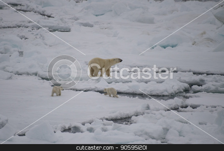 To use this stock image in your creative project, please select the size you need over to the right and click the "Add to Cart" button.
Your downloaded image will come with the Cutcaster watermark removed so don’t worry about the watermark you see on this page. Polar bear walking in an arctic. stock photo, Polar bear with two cubs walking in an arctic landscape. by Vladimir Seliverstov
