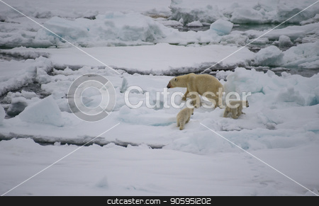 To use this stock image in your creative project, please select the size you need over to the right and click the "Add to Cart" button.
Your downloaded image will come with the Cutcaster watermark removed so don’t worry about the watermark you see on this page. Polar bear walking in an arctic. stock photo, Polar bear with two cubs walking in an arctic landscape. by Vladimir Seliverstov