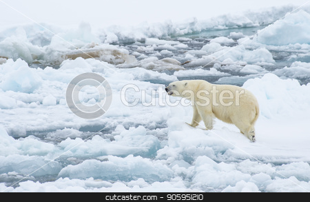 To use this stock image in your creative project, please select the size you need over to the right and click the "Add to Cart" button.
Your downloaded image will come with the Cutcaster watermark removed so don’t worry about the watermark you see on this page. Polar bear walking in an arctic. stock photo, Polar bear walking in an arctic landscape sniffing around. by Vladimir Seliverstov