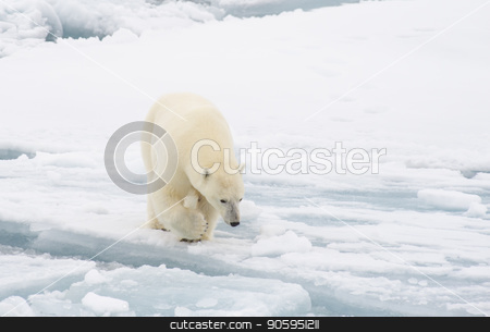 To use this stock image in your creative project, please select the size you need over to the right and click the "Add to Cart" button.
Your downloaded image will come with the Cutcaster watermark removed so don’t worry about the watermark you see on this page. Polar bear walking in an arctic. stock photo, Polar bear walking in an arctic landscape sniffing around. by Vladimir Seliverstov