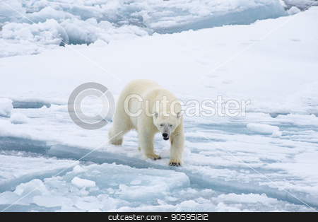 To use this stock image in your creative project, please select the size you need over to the right and click the "Add to Cart" button.
Your downloaded image will come with the Cutcaster watermark removed so don’t worry about the watermark you see on this page. Polar bear walking in an arctic. stock photo, Polar bear walking in an arctic landscape sniffing around. by Vladimir Seliverstov