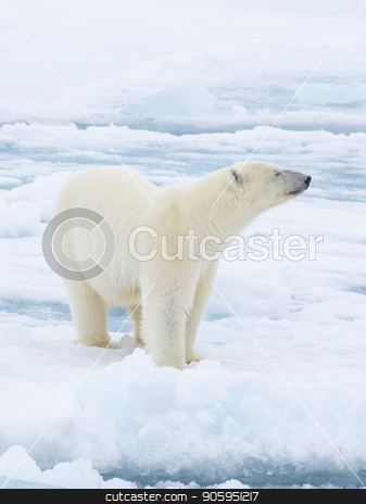 To use this stock image in your creative project, please select the size you need over to the right and click the "Add to Cart" button.
Your downloaded image will come with the Cutcaster watermark removed so don’t worry about the watermark you see on this page. Polar bear walking in an arctic. stock photo, Polar bear walking in an arctic landscape sniffing around. by Vladimir Seliverstov
