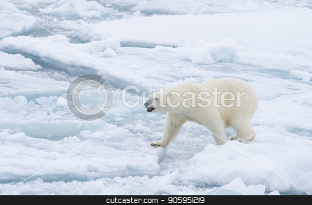 To use this stock image in your creative project, please select the size you need over to the right and click the "Add to Cart" button.
Your downloaded image will come with the Cutcaster watermark removed so don’t worry about the watermark you see on this page. Polar bear walking in an arctic. stock photo, Polar bear walking in an arctic landscape sniffing around. by Vladimir Seliverstov