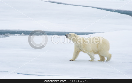To use this stock image in your creative project, please select the size you need over to the right and click the "Add to Cart" button.
Your downloaded image will come with the Cutcaster watermark removed so don’t worry about the watermark you see on this page. Polar bear walking in an arctic. stock photo, Polar bear walking in an arctic landscape sniffing around. by Vladimir Seliverstov