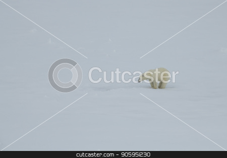 To use this stock image in your creative project, please select the size you need over to the right and click the "Add to Cart" button.
Your downloaded image will come with the Cutcaster watermark removed so don’t worry about the watermark you see on this page. Polar bear walking in an arctic. stock photo, Polar bear walking in an arctic landscape sniffing around. by Vladimir Seliverstov