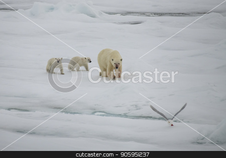 To use this stock image in your creative project, please select the size you need over to the right and click the "Add to Cart" button.
Your downloaded image will come with the Cutcaster watermark removed so don’t worry about the watermark you see on this page. Polar bear walking in an arctic. stock photo, Polar bear with two cubs walking in an arctic landscape. by Vladimir Seliverstov