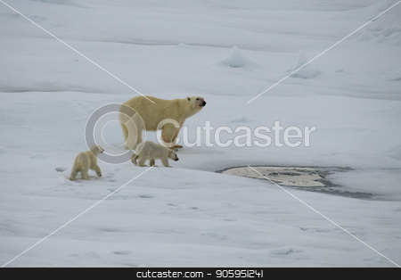 To use this stock image in your creative project, please select the size you need over to the right and click the "Add to Cart" button.
Your downloaded image will come with the Cutcaster watermark removed so don’t worry about the watermark you see on this page. Polar bear walking in an arctic. stock photo, Polar bear with two cubs walking in an arctic landscape. by Vladimir Seliverstov
