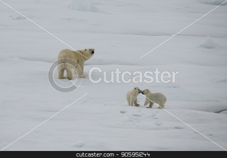 To use this stock image in your creative project, please select the size you need over to the right and click the "Add to Cart" button.
Your downloaded image will come with the Cutcaster watermark removed so don’t worry about the watermark you see on this page. Polar bear walking in an arctic. stock photo, Polar bear with two cubs walking in an arctic landscape. by Vladimir Seliverstov