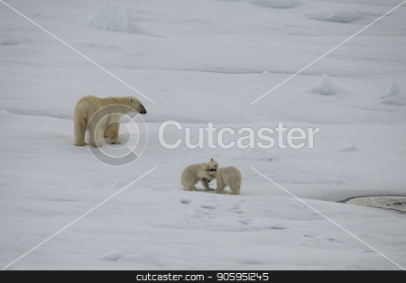 To use this stock image in your creative project, please select the size you need over to the right and click the "Add to Cart" button.
Your downloaded image will come with the Cutcaster watermark removed so don’t worry about the watermark you see on this page. Polar bear walking in an arctic. stock photo, Polar bear with two cubs walking in an arctic landscape. by Vladimir Seliverstov