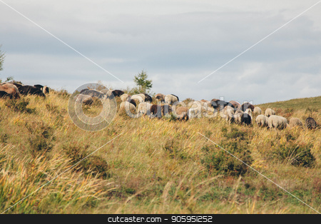 To use this stock image in your creative project, please select the size you need over to the right and click the "Add to Cart" button.
Your downloaded image will come with the Cutcaster watermark removed so don’t worry about the watermark you see on this page. cattle grazing in the meadow. Pets: cows, goats, sheep stock photo, cattle grazing in the meadow. Pets: cows, goats, sheep by aaalll3110