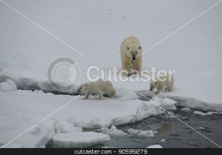To use this stock image in your creative project, please select the size you need over to the right and click the "Add to Cart" button.
Your downloaded image will come with the Cutcaster watermark removed so don’t worry about the watermark you see on this page. Polar bear walking in an arctic. stock photo, Polar bear with two cubs walking in an arctic landscape. by Vladimir Seliverstov