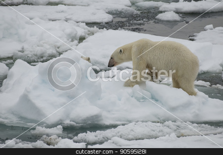 To use this stock image in your creative project, please select the size you need over to the right and click the "Add to Cart" button.
Your downloaded image will come with the Cutcaster watermark removed so don’t worry about the watermark you see on this page. Polar bear walking in an arctic. stock photo, Polar bear walking in an arctic landscape sniffing around. by Vladimir Seliverstov