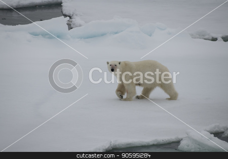 To use this stock image in your creative project, please select the size you need over to the right and click the "Add to Cart" button.
Your downloaded image will come with the Cutcaster watermark removed so don’t worry about the watermark you see on this page. Polar bear walking in an arctic. stock photo, Polar bear walking in an arctic landscape sniffing around. by Vladimir Seliverstov