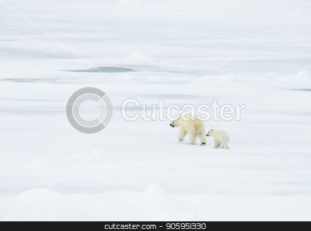To use this stock image in your creative project, please select the size you need over to the right and click the "Add to Cart" button.
Your downloaded image will come with the Cutcaster watermark removed so don’t worry about the watermark you see on this page. Polar bear walking in an arctic. stock photo, Polar bear with cub walking in an arctic landscape. by Vladimir Seliverstov