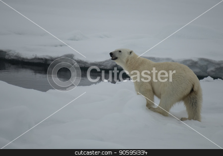 To use this stock image in your creative project, please select the size you need over to the right and click the "Add to Cart" button.
Your downloaded image will come with the Cutcaster watermark removed so don’t worry about the watermark you see on this page. Polar bear walking in an arctic. stock photo, Polar bear walking in an arctic landscape sniffing around. by Vladimir Seliverstov