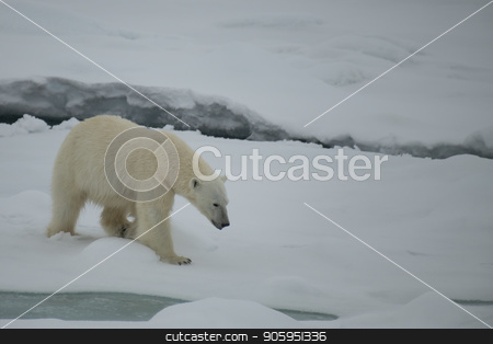 To use this stock image in your creative project, please select the size you need over to the right and click the "Add to Cart" button.
Your downloaded image will come with the Cutcaster watermark removed so don’t worry about the watermark you see on this page. Polar bear walking in an arctic. stock photo, Polar bear walking in an arctic landscape sniffing around. by Vladimir Seliverstov
