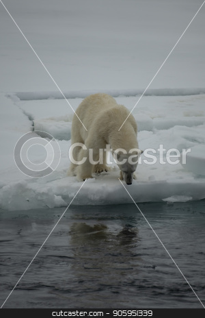 To use this stock image in your creative project, please select the size you need over to the right and click the "Add to Cart" button.
Your downloaded image will come with the Cutcaster watermark removed so don’t worry about the watermark you see on this page. Polar bear walking in an arctic. stock photo, Polar bear walking in an arctic landscape sniffing around. by Vladimir Seliverstov