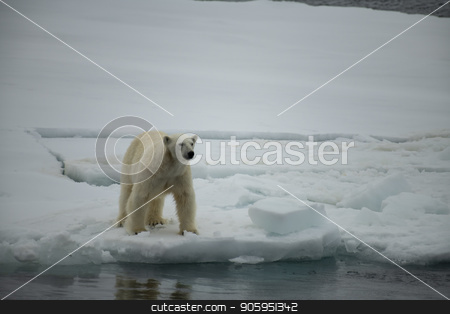 To use this stock image in your creative project, please select the size you need over to the right and click the "Add to Cart" button.
Your downloaded image will come with the Cutcaster watermark removed so don’t worry about the watermark you see on this page. Polar bear walking in an arctic. stock photo, Polar bear walking in an arctic landscape sniffing around. by Vladimir Seliverstov