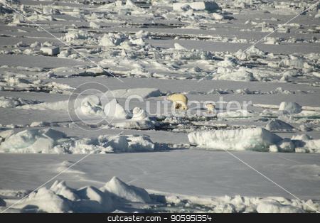 To use this stock image in your creative project, please select the size you need over to the right and click the "Add to Cart" button.
Your downloaded image will come with the Cutcaster watermark removed so don’t worry about the watermark you see on this page. Polar bear walking in an arctic. stock photo, Polar bear with cub walking in an arctic landscape. by Vladimir Seliverstov