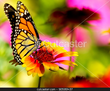 To use this stock image in your creative project, please select the size you need over to the right and click the "Add to Cart" button.
Your downloaded image will come with the Cutcaster watermark removed so don’t worry about the watermark you see on this page. Monarch butterfly on a pretty flower stock photo, Very colorful image displaying a Monarch butterfly on a bright flower. by txking