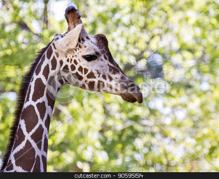 To use this stock image in your creative project, please select the size you need over to the right and click the "Add to Cart" button.
Your downloaded image will come with the Cutcaster watermark removed so don’t worry about the watermark you see on this page. giraffe walking stock photo, Giraffe showing it's long neck by txking