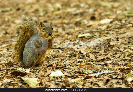 To use this stock image in your creative project, please select the size you need over to the right and click the "Add to Cart" button.
Your downloaded image will come with the Cutcaster watermark removed so don’t worry about the watermark you see on this page. eating out in nature stock photo, Squirell eating something while fall is in the air by txking