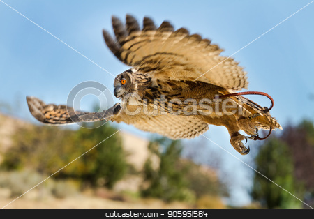 To use this stock image in your creative project, please select the size you need over to the right and click the "Add to Cart" button.
Your downloaded image will come with the Cutcaster watermark removed so don’t worry about the watermark you see on this page. Bird in flight on the hunt stock photo, Eurasian eagle owl With wings spread out hunting down prey. Showing with wings blury in motion. by txking