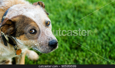 To use this stock image in your creative project, please select the size you need over to the right and click the "Add to Cart" button.
Your downloaded image will come with the Cutcaster watermark removed so don’t worry about the watermark you see on this page. Dog looking up at you stock photo, Queensland heeler pet dog lookin at the camera against a grass background. Copyspace available on the right hand side. by txking