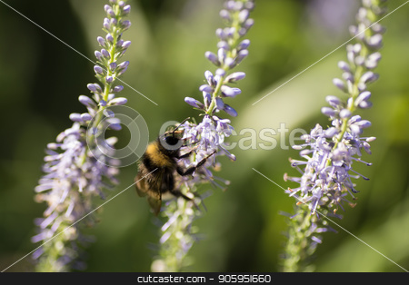 To use this stock image in your creative project, please select the size you need over to the right and click the "Add to Cart" button.
Your downloaded image will come with the Cutcaster watermark removed so don’t worry about the watermark you see on this page. Beautiful meadow with wild flowers stock photo, Beautiful meadow with wild flowers and bees. by Alfira Poyarkova