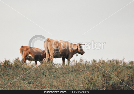 To use this stock image in your creative project, please select the size you need over to the right and click the "Add to Cart" button.
Your downloaded image will come with the Cutcaster watermark removed so don’t worry about the watermark you see on this page. cattle grazing in the meadow. Pets: red cows stock photo, cattle grazing in the meadow. Pets: red cows by aaalll3110