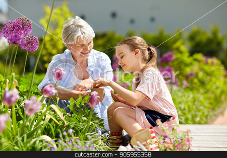 To use this stock image in your creative project, please select the size you need over to the right and click the "Add to Cart" button.
Your downloaded image will come with the Cutcaster watermark removed so don’t worry about the watermark you see on this page. grandmother and girl seeding flowers at garden stock photo, gardening, family and people concept - happy grandmother and granddaughter seeding flowers at summer garden by Syda Productions