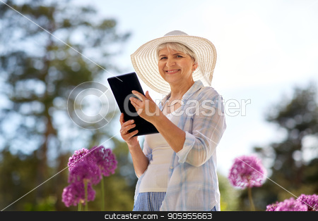 To use this stock image in your creative project, please select the size you need over to the right and click the "Add to Cart" button.
Your downloaded image will come with the Cutcaster watermark removed so don’t worry about the watermark you see on this page. senior woman with tablet pc and flowers at garden stock photo, gardening, technology and people concept - happy senior woman with tablet pc computer and flowers at summer garden by Syda Productions