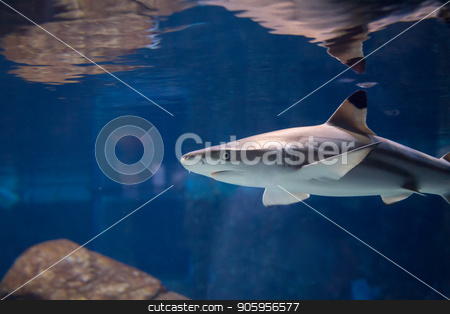 To use this stock image in your creative project, please select the size you need over to the right and click the "Add to Cart" button.
Your downloaded image will come with the Cutcaster watermark removed so don’t worry about the watermark you see on this page. Shark looking for a meal stock photo, Low view of a shark under the water. by txking