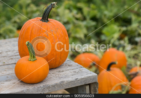 To use this stock image in your creative project, please select the size you need over to the right and click the "Add to Cart" button.
Your downloaded image will come with the Cutcaster watermark removed so don’t worry about the watermark you see on this page. Pumpkins on a wooden platform stock photo, Halloween time when you get to find your own pumpkins by txking