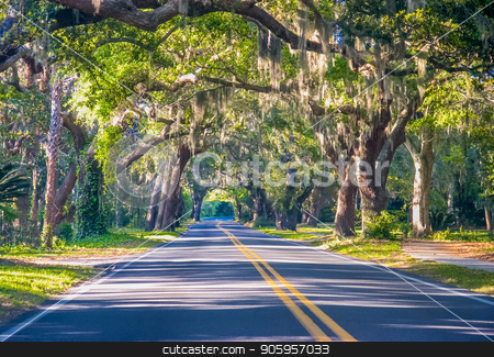 To use this stock image in your creative project, please select the size you need over to the right and click the "Add to Cart" button.
Your downloaded image will come with the Cutcaster watermark removed so don’t worry about the watermark you see on this page. Road Through Oak Trees stock photo, A straight road through old southern oak trees by Darryl Brooks