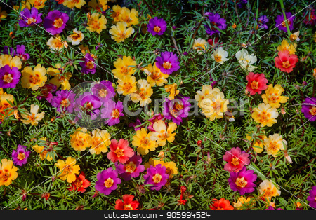 To use this stock image in your creative project, please select the size you need over to the right and click the "Add to Cart" button.
Your downloaded image will come with the Cutcaster watermark removed so don’t worry about the watermark you see on this page. Beautiful colorful Portulaca flowers bloom on the flower bed. stock photo, On a bed of beautiful flowers bloom Portulaca, a variety of colors. Presented close-up. by Georgina198