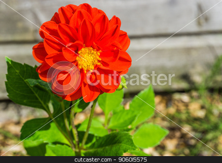 To use this stock image in your creative project, please select the size you need over to the right and click the "Add to Cart" button.
Your downloaded image will come with the Cutcaster watermark removed so don’t worry about the watermark you see on this page. beautiful big vibrant red colorful flower macro close up stock photo, beautiful big vibrant red colorful flower macro close up by Charlotte Bleijenberg