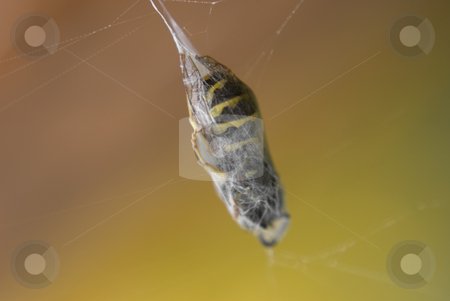 To use this stock image in your creative project, please select the size you need over to the right and click the "Add to Cart" button.
Your downloaded image will come with the Cutcaster watermark removed so don’t worry about the watermark you see on this page. Macro of bee in web stock photo, Macro of bee in spider web by John Teeter