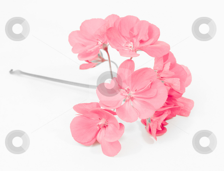 To use this stock image in your creative project, please select the size you need over to the right and click the "Add to Cart" button.
Your downloaded image will come with the Cutcaster watermark removed so don’t worry about the watermark you see on this page. Pink geranium bloom stock photo, Pink geranium bloom by John Teeter