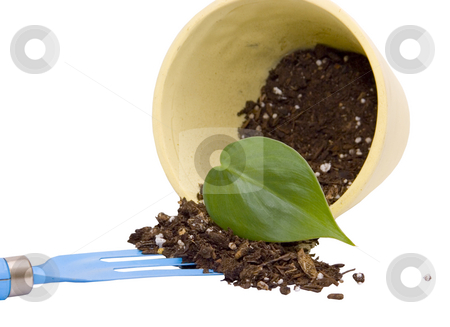 To use this stock image in your creative project, please select the size you need over to the right and click the "Add to Cart" button.
Your downloaded image will come with the Cutcaster watermark removed so don’t worry about the watermark you see on this page. Leaf in pot stock photo, Leaf in pot by John Teeter