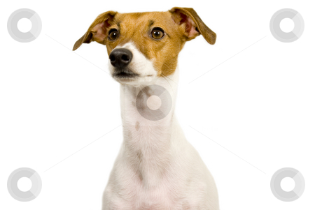 To use this stock image in your creative project, please select the size you need over to the right and click the "Add to Cart" button.
Your downloaded image will come with the Cutcaster watermark removed so don’t worry about the watermark you see on this page. Italian greyhound begging stock photo, Italian greyhound begging isolated by John Teeter